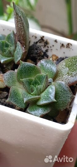 Суккуленты