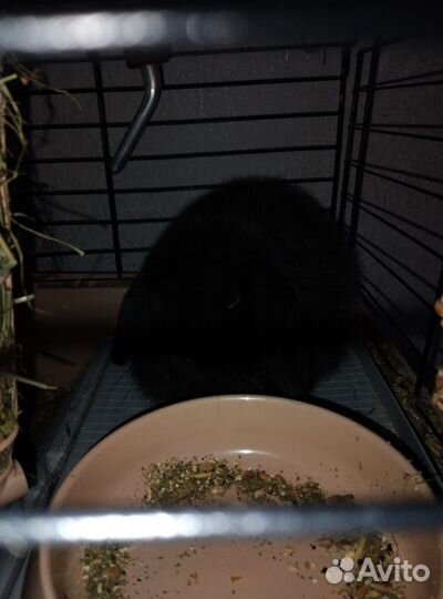 Декоративный кролик бесплатно