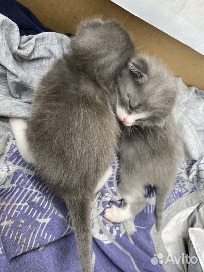 Котята британцы в добрые руки