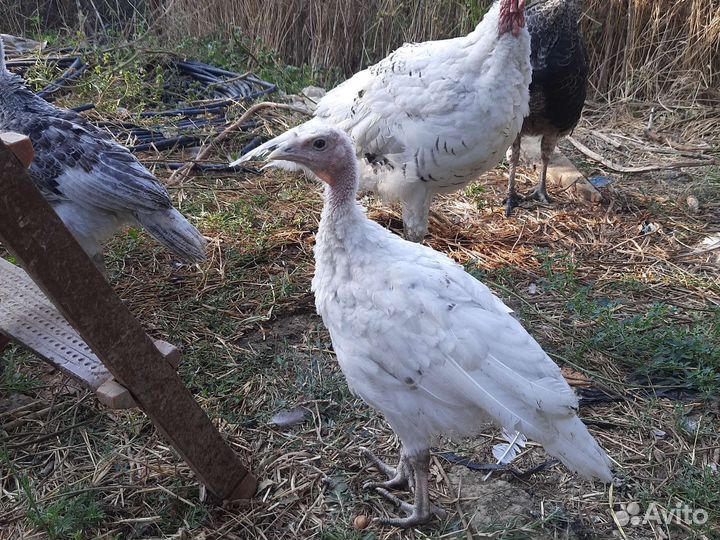 Индюшата подрощенные