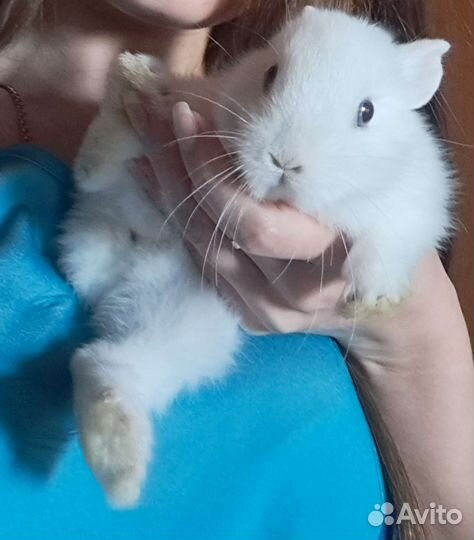 Мини карликовый кролик