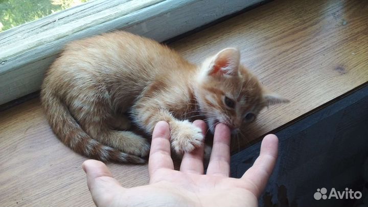 Котёнок девочка