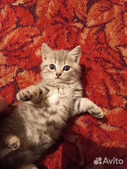 Котята бесплатно