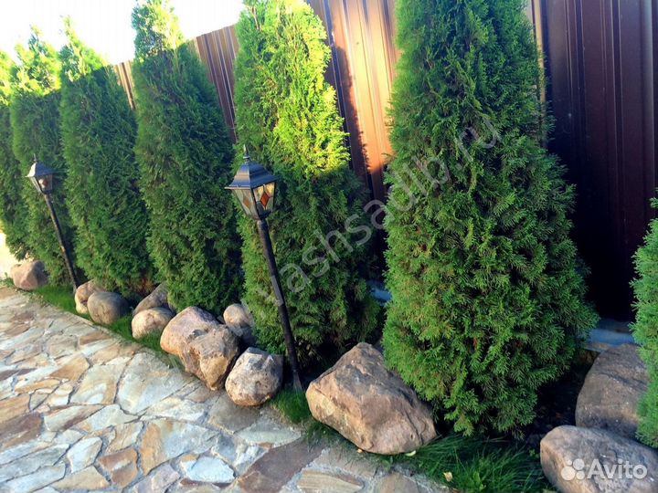 Туя западная Смарагд. Хвойные растения