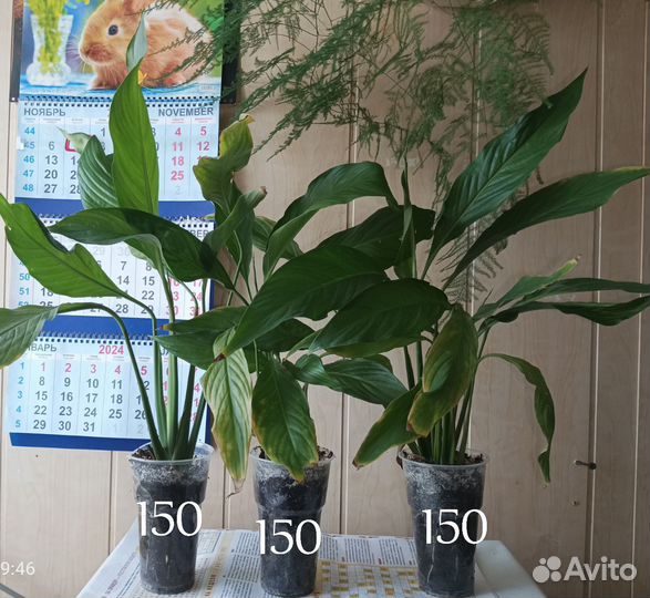 Спатифиллум