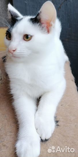 Котенок мальчик ищет дом