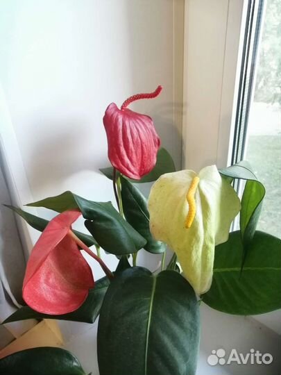 Антуриум шерцера