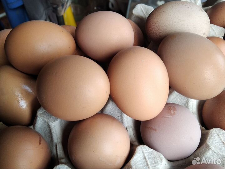Домашние куриные яйца