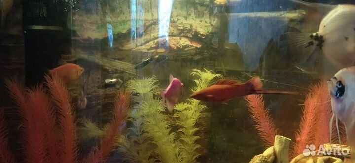 Аквариум