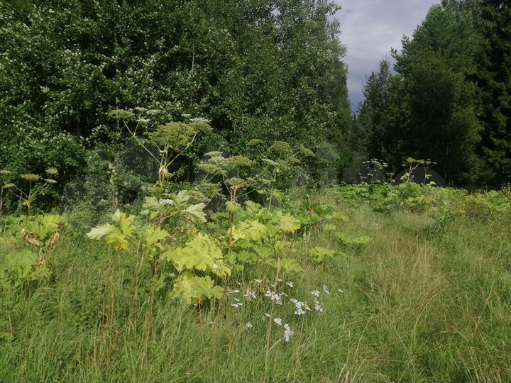 Участок 15 сот. (СНТ, ДНП)