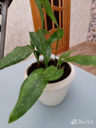 Аспидистра милки вэй