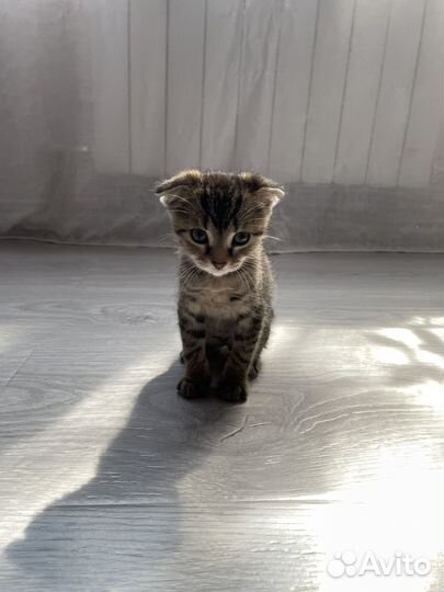 Кошка