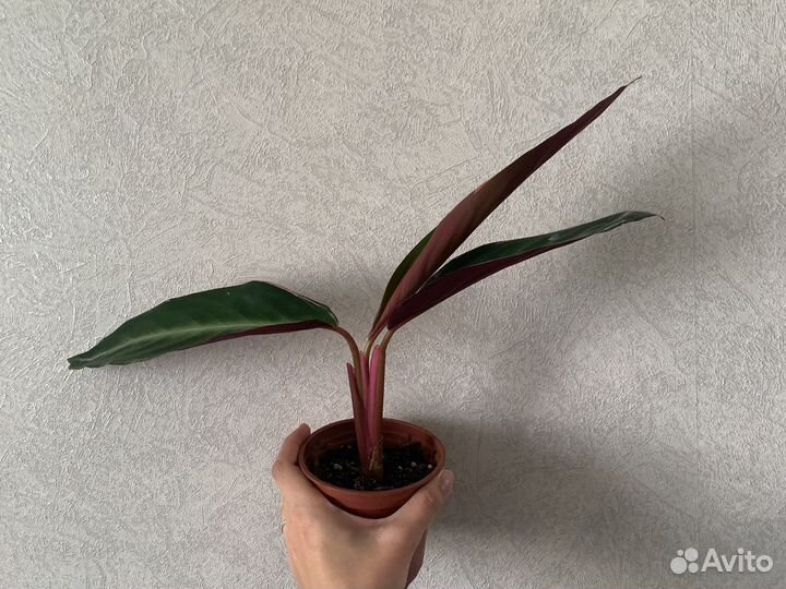 Строманта триколор временно нет