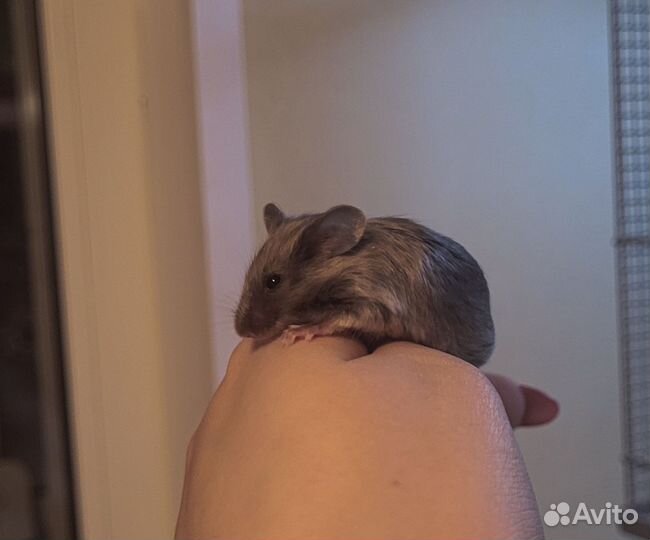 Декоративные мыши