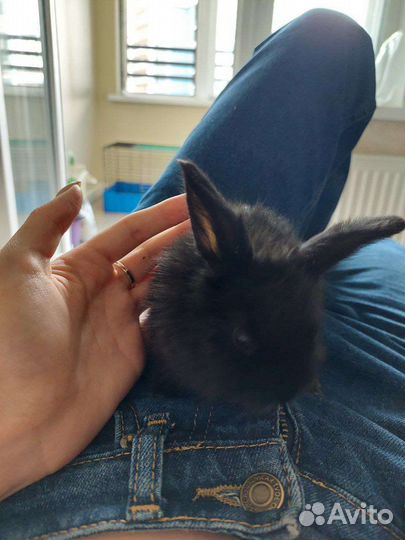 Декоративные кролики в добрые руки