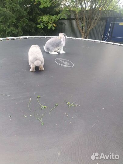 Кролики породы французский баран