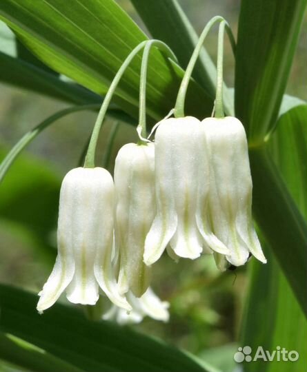 Купена (ландыш садовый)