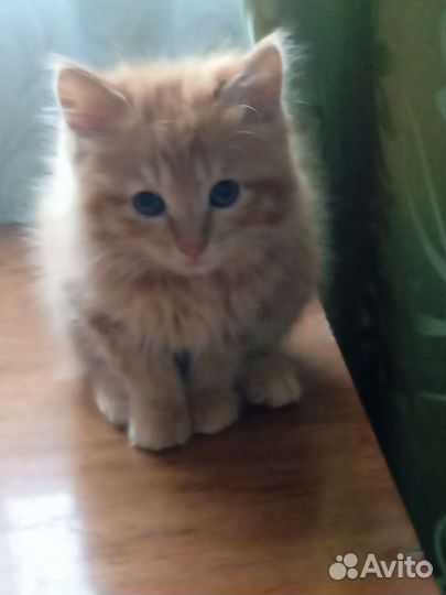 Кошка курильский боптейл
