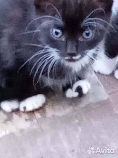 Отдаю котят