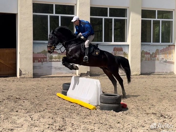 Продается жеребец