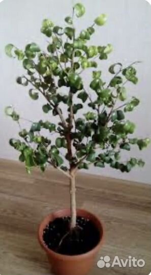 Фикус Баррок, ф. Бенджамина, Драцена