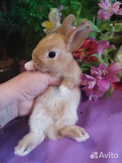 Карликовые мини кролики напрямую от заводчика