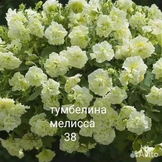 Петуния вегетативная, семенная