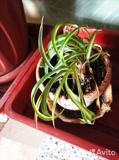 Продам цветы комнатные