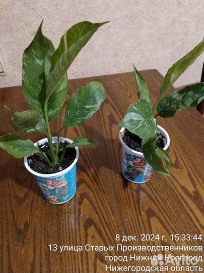 Женское счастье