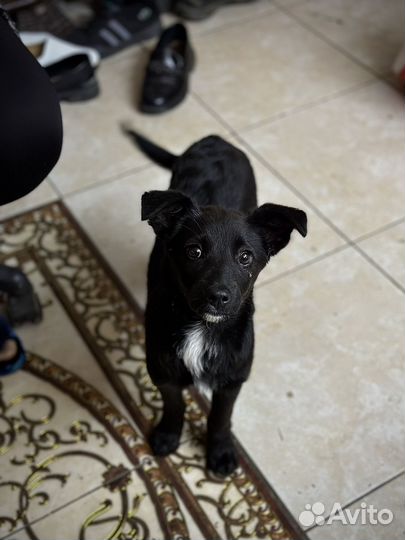 Девчушка в самые добрые руки