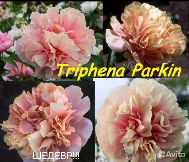 Triphena Parkin Трифена Паркин