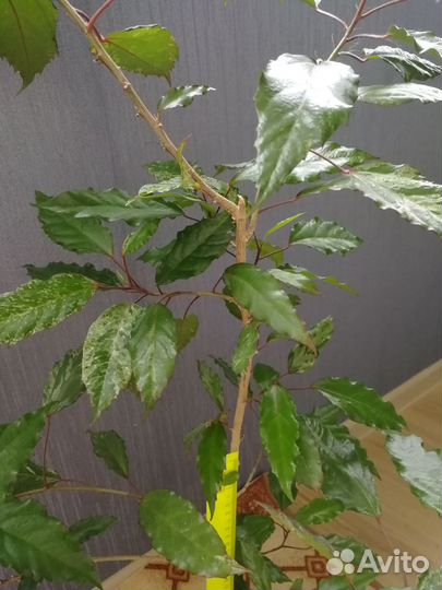 Гибискус Купера