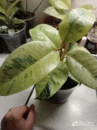 Фикус шривериана