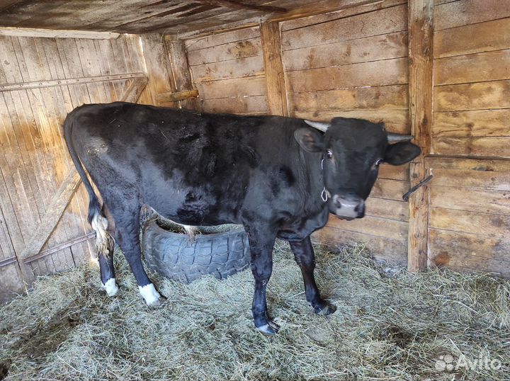 Продам тёлочку и бычка