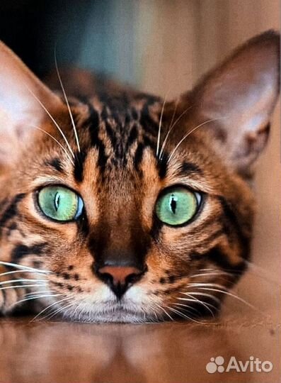 Бенгальские котята