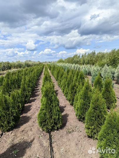 Туи, Можжевельники, Ёлка, Сосна