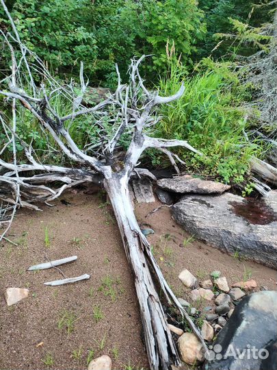 Коряги для декора