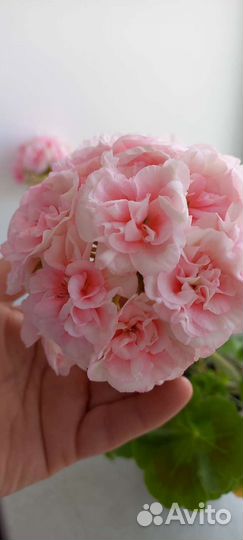 Пеларгония сортовая