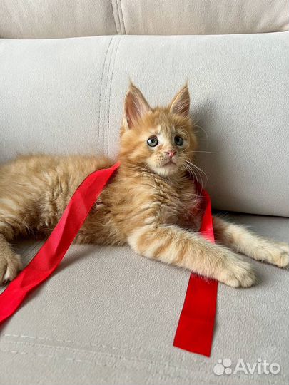 Котята мейн-кун с документами