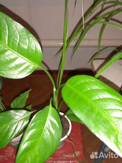 Комнатные цветы