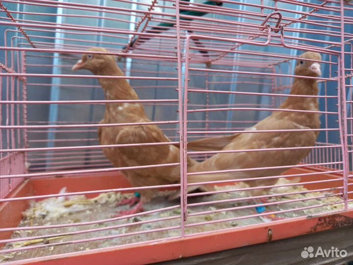 Голуби Пермские гривуны лимонные ижевские