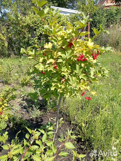 Калина Бульдонеж,Красная, Гордовина