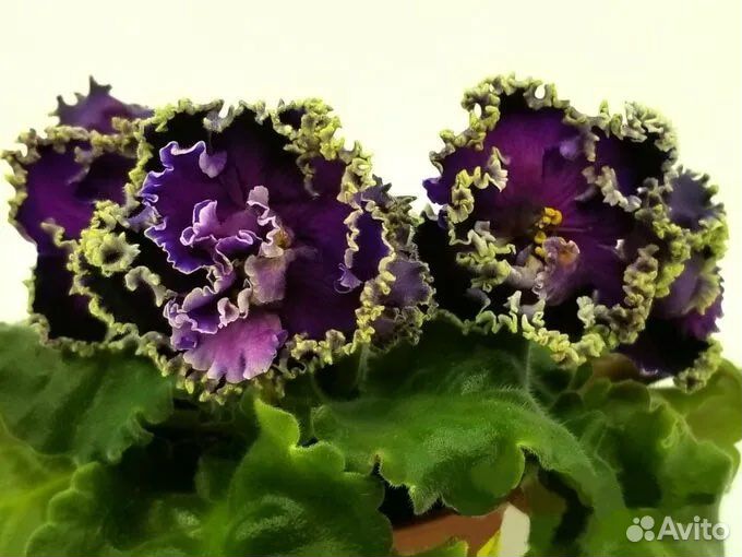 Сортовые фиалки