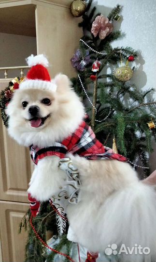 Померанский шпиц вязка кобель