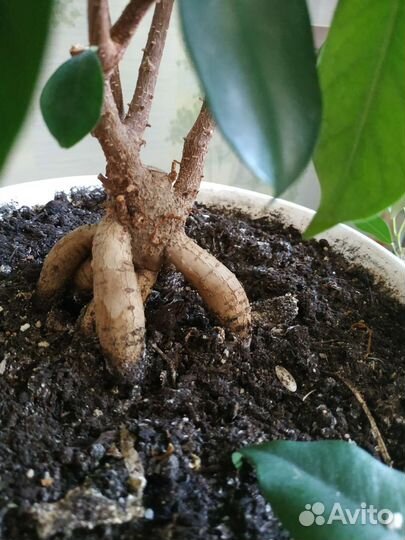 Фикус Микрокарпа