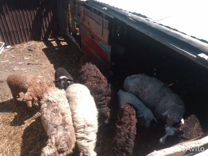 Овцы бараны ягнята оптом