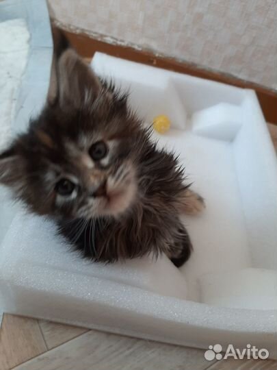 Котята мейн-кун