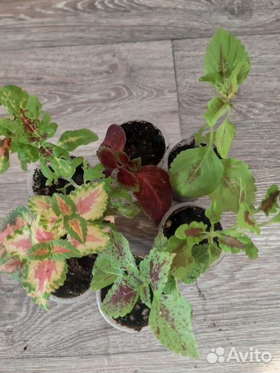 Комнатные растения цветы