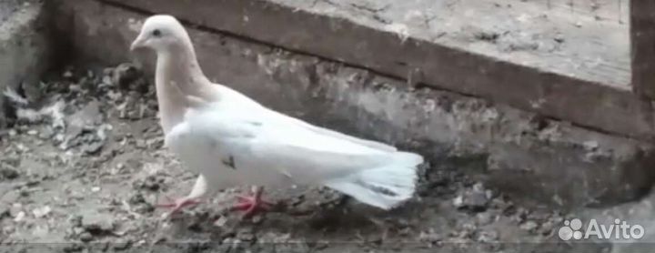 Бакинские голуби