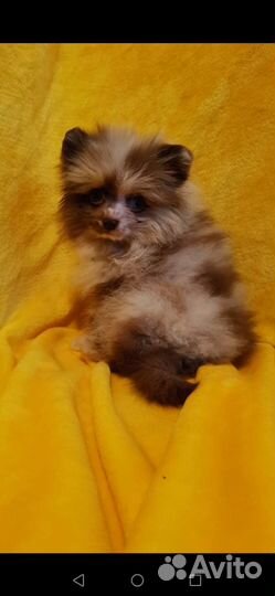 Шпице детки и шпицы подростки